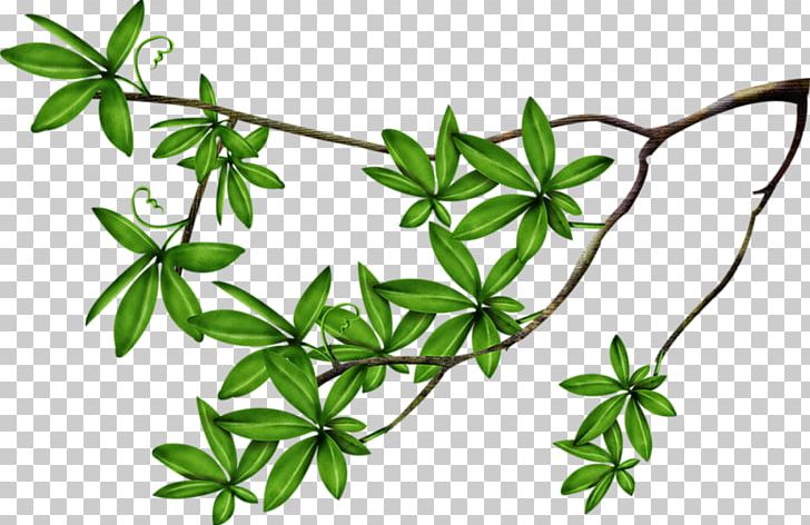 Branch Leaf PNG, Clipart, Branch, Computer Icons, Download, Flora, Flower Free PNG Download