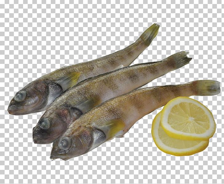 Fish Capelin PNG, Clipart, Adobe Illustrator, Animal Source Foods, Artworks, Capelin, Download Free PNG Download