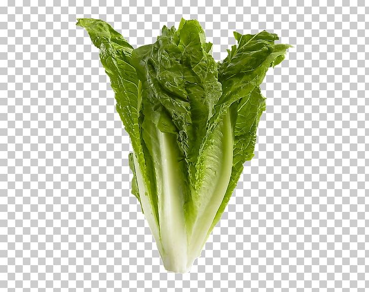 Romaine Lettuce Celtuce Spring Greens Collard Greens Komatsuna PNG, Clipart, Celtuce, Chard, Chinese Broccoli, Choy Sum, Collard Greens Free PNG Download