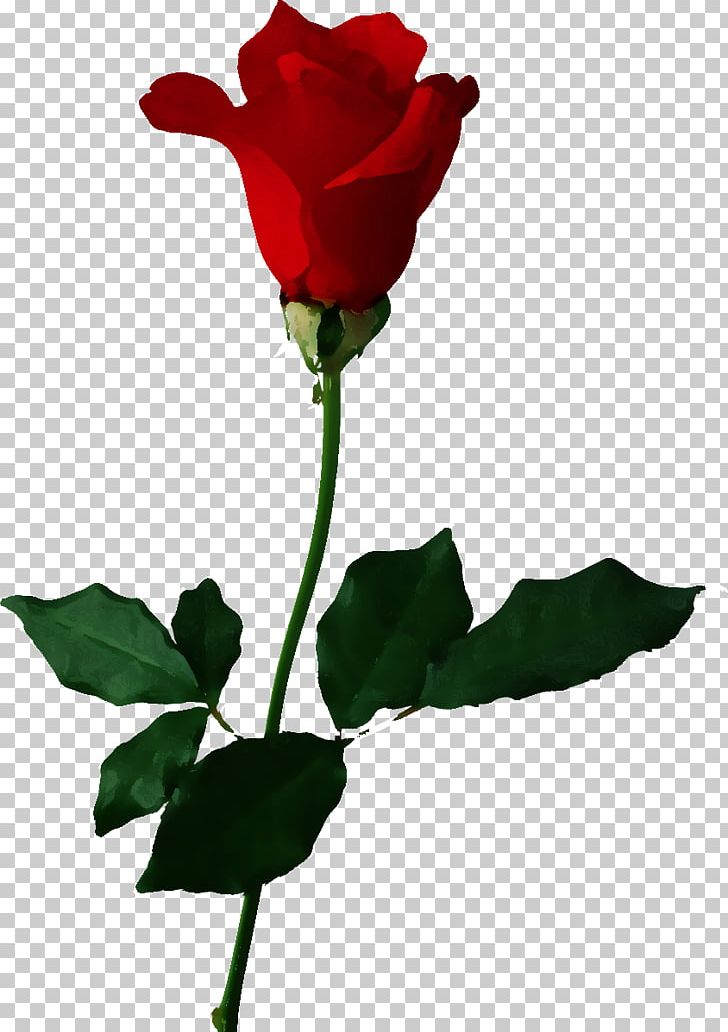 Rose PNG, Clipart, Art, Black Rose, Bud, China Rose, Cut Flowers Free PNG Download