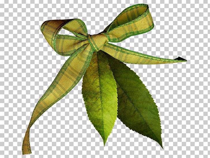 Leaf Email Plant Stem PNG, Clipart, Autumn Plant, Blog, Email, Knot, Leaf Free PNG Download