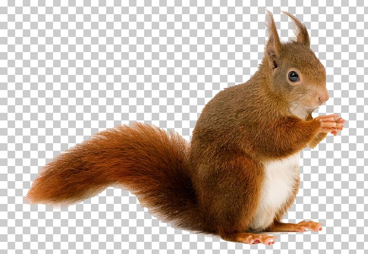 Squirrel Desktop Cat PNG, Clipart, Animal, Animals, Black Squirrel, Cat, Cottage Free PNG Download
