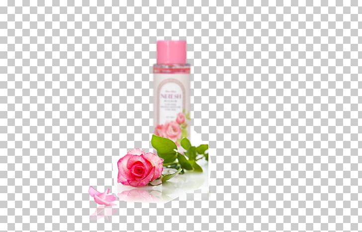 Beach Rose Pink PNG, Clipart, Adobe Illustrator, Beach Rose, Care, Encapsulated Postscript, Flavor Free PNG Download