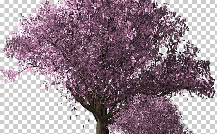 Cherry Blossom Tree PNG, Clipart, Blossom, Branch, Cherry, Cherry Blossom, Computer Software Free PNG Download