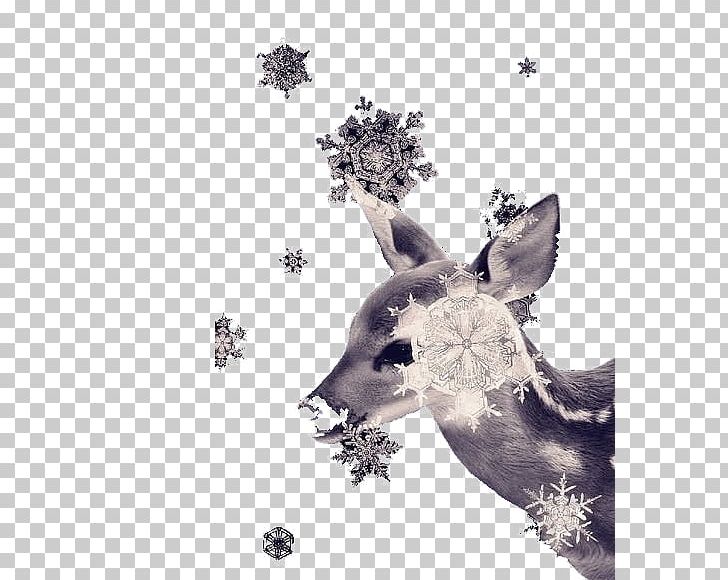 Red Deer Snow Sika Deer PNG, Clipart, Antler, Art, Black And White, Christmas Deer, Deer Free PNG Download