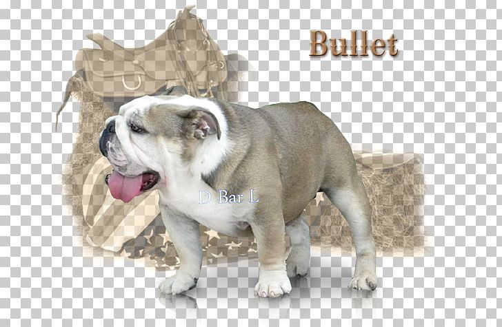 Toy Bulldog Dorset Olde Tyme Bulldogge Dog Breed Border Collie PNG, Clipart, Border Collie, Breed, Bulldog, Carnivoran, Dog Free PNG Download