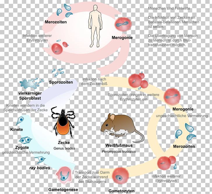 Babesiosis Babesia Biological Life Cycle Lyme Disease Parasitism PNG, Clipart, Apicomplexa, Apicomplexan Life Cycle, Babesia, Babesiose Des Hundes, Babesiosis Free PNG Download