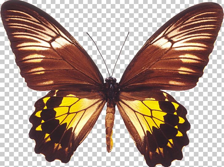 Butterfly Troides Amphrysus Birdwing Troides Helena PNG, Clipart, Arthropod, Birdwing, Brush Footed Butterfly, Butterfly, Insect Free PNG Download