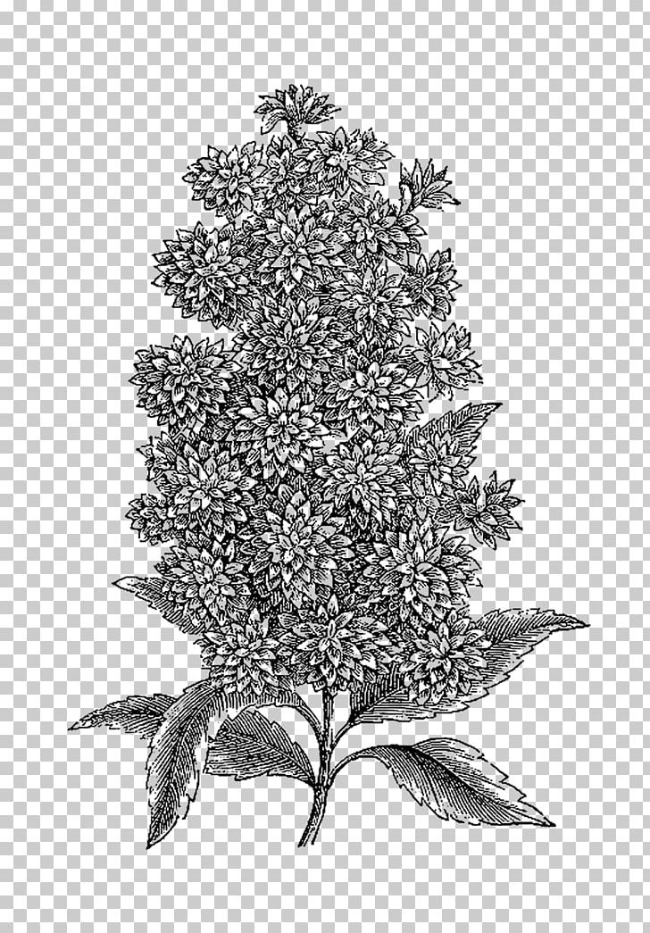 Flower Photography PNG, Clipart, Black And White, Botanical Illustration, Branch, Christmas Tree, Conifer Free PNG Download