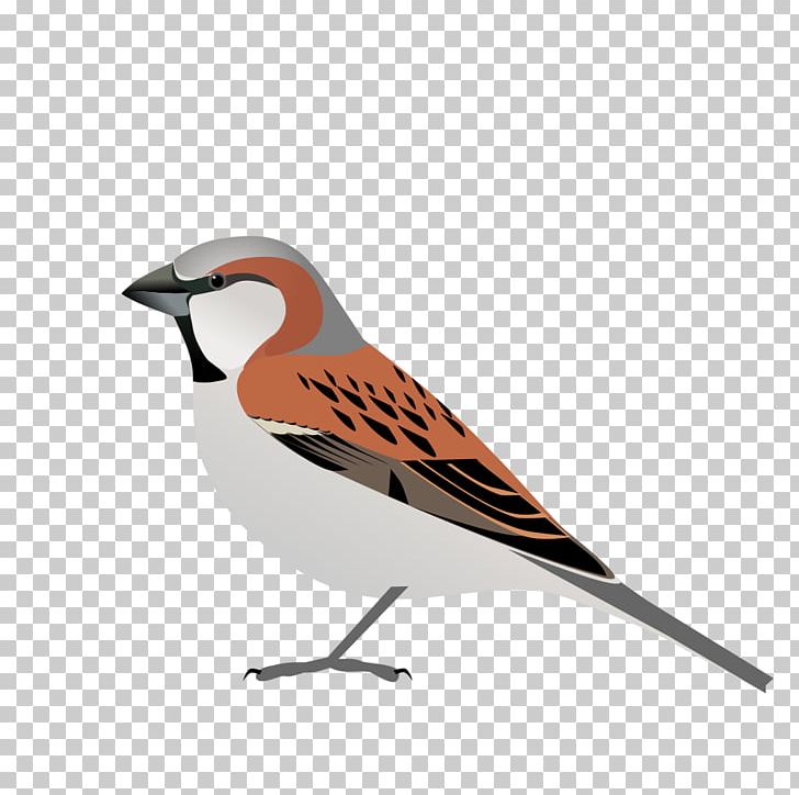 House Sparrow Great Sparrow Socotra Sparrow Songbird Neognathae PNG, Clipart, Beak, Bird, Fauna, Feather, Finch Free PNG Download