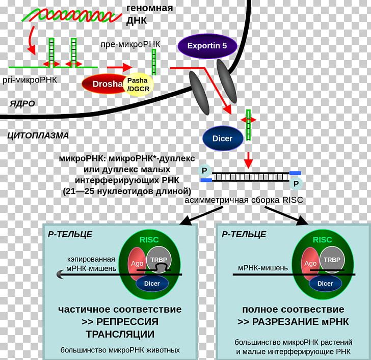 RNA Interference Small Interfering RNA Gene Silencing RNA Silencing PNG, Clipart, Antisense Rna, Area, Arn Double Brin, Brand, Cell Free PNG Download