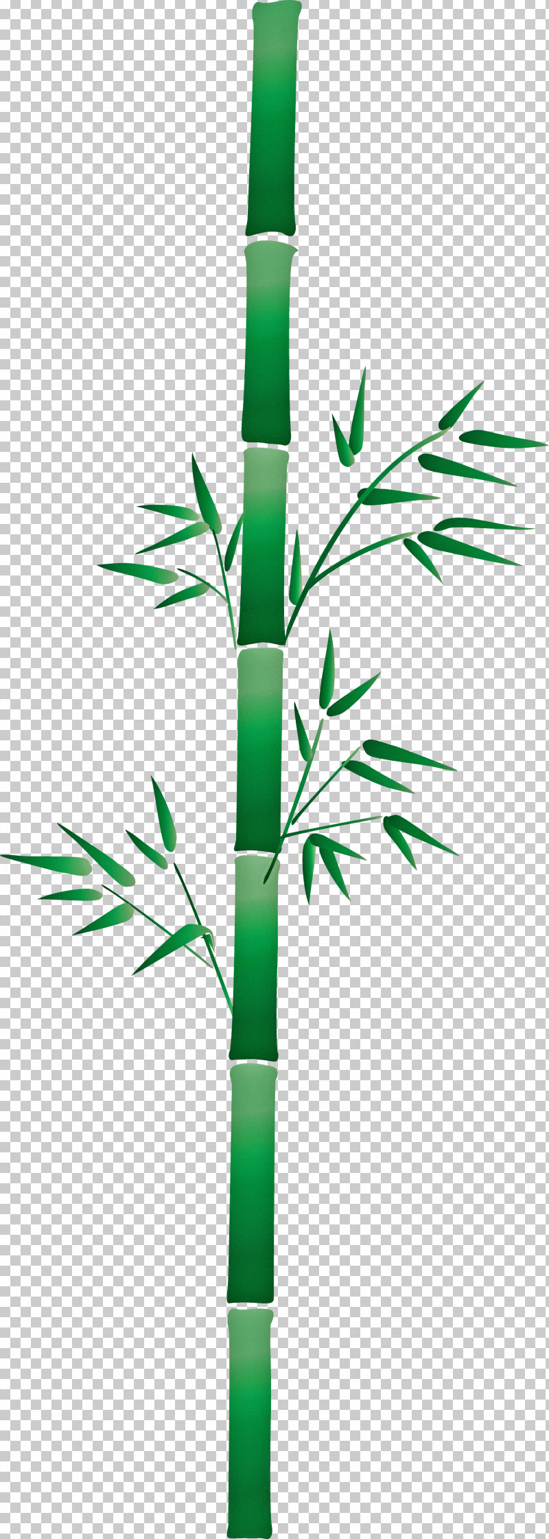 Bamboo Leaf PNG, Clipart, Bamboo, Branch, Elymus Repens, Flower, Grass Free PNG Download