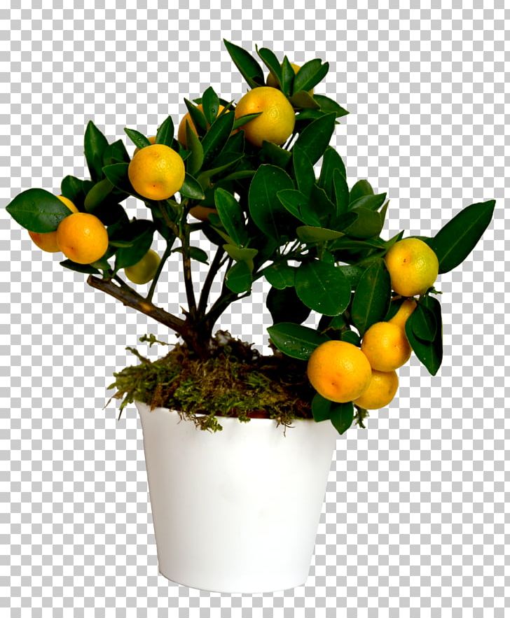 Citrus Fruit Tree Seedling PNG, Clipart, Branch, Bulb, Calamondin, Citrus, Cut Flowers Free PNG Download