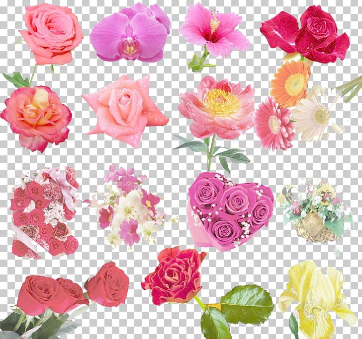 Garden Roses Beach Rose Centifolia Roses Flower PNG, Clipart, Annual Plant, Artificial Flower, Finish, Floribunda, Flower Arranging Free PNG Download