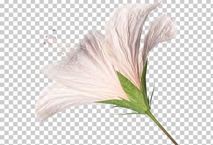 Petal Computer Icons Flower PNG, Clipart, Computer Icons, Feather, Flower, Hummingbird, Mallow Free PNG Download