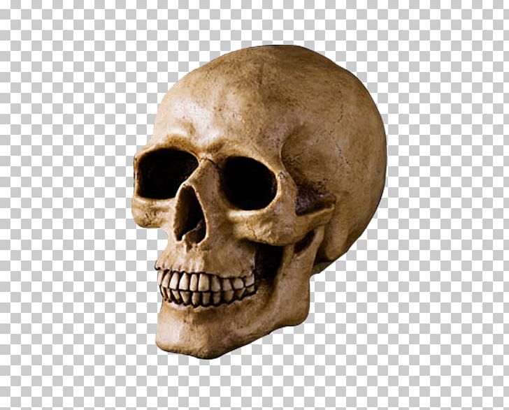 Skull U9ab7u9ac5 Bone Head PNG, Clipart, Bone, Bone Head, Color, Decoration, Download Free PNG Download