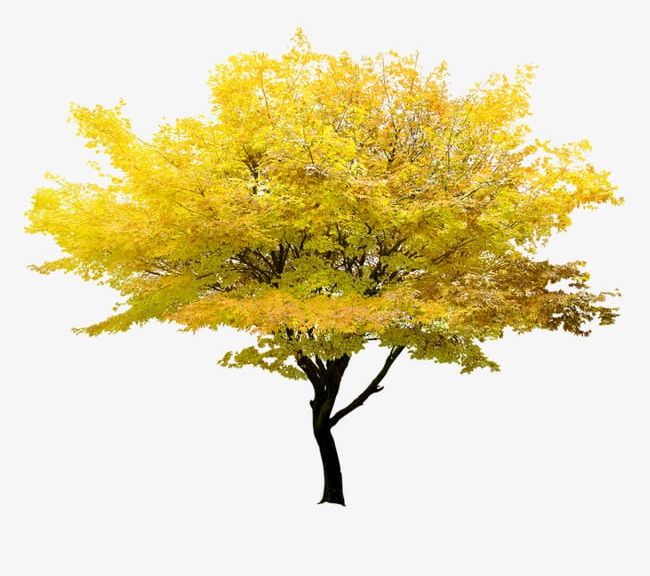Yellow Tree PNG, Clipart, Leaf, Tree, Tree Clipart, Tree Clipart, Trees Free PNG Download