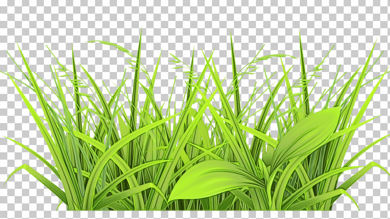 Grass Plant Green Grass Family Leaf PNG, Clipart, Chrysopogon Zizanioides, Flower, Fodder, Grass, Grass Family Free PNG Download