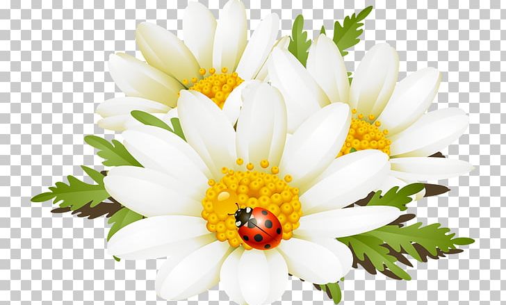 Flower Computer Icons Chamomile PNG, Clipart, Annual Plant, Chamaemelum Nobile, Chrysanths, Common Daisy, Cut Flowers Free PNG Download