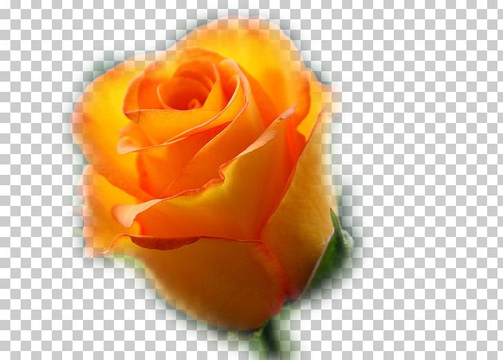 Garden Roses Birthday Desktop PNG, Clipart, 2016, Author, Birthday, Cicekler, Closeup Free PNG Download