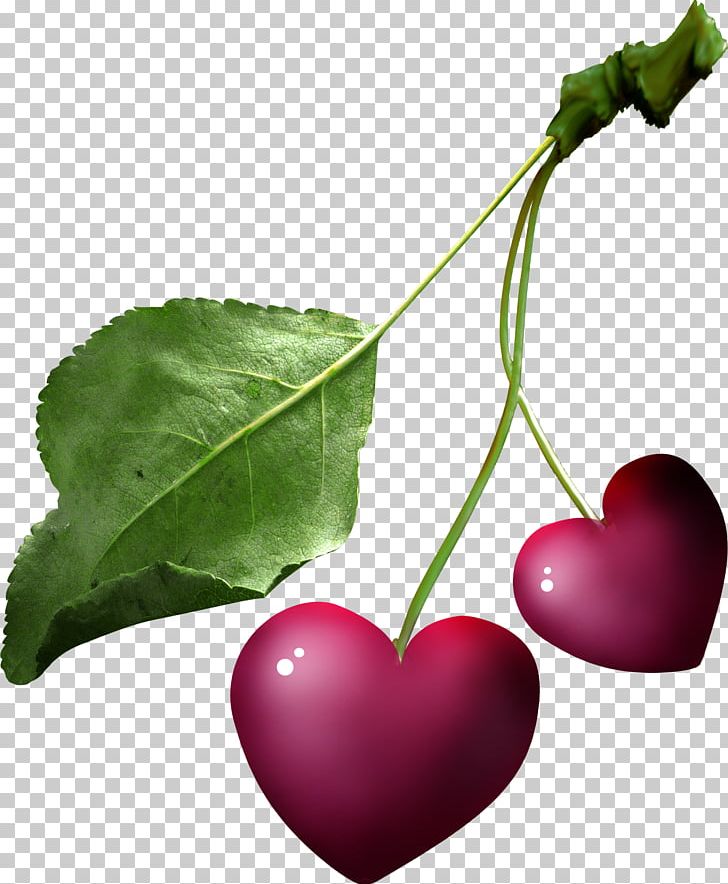 Leaf Heart Follaje PNG, Clipart, Branch, Cherry, Cherry Fruit, Designer, Follaje Free PNG Download
