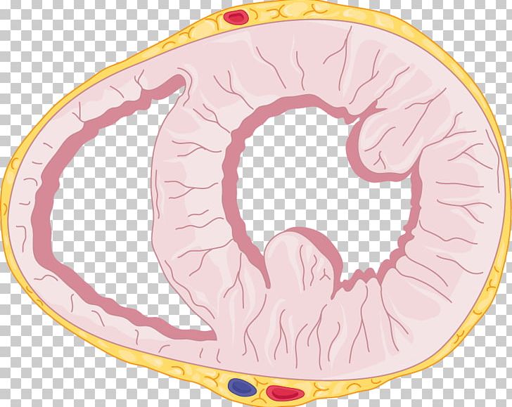 Organism Pink M Circle PNG, Clipart, Artery, Bypass, Circle, Education Science, Graft Free PNG Download