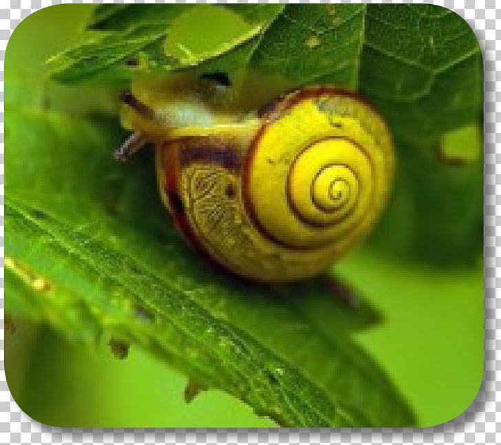 Sea Snail Schnecken Slug Terrestrial Animal PNG, Clipart, Animal, Animals, Escargot, Invertebrate, Kapcsolathu Free PNG Download