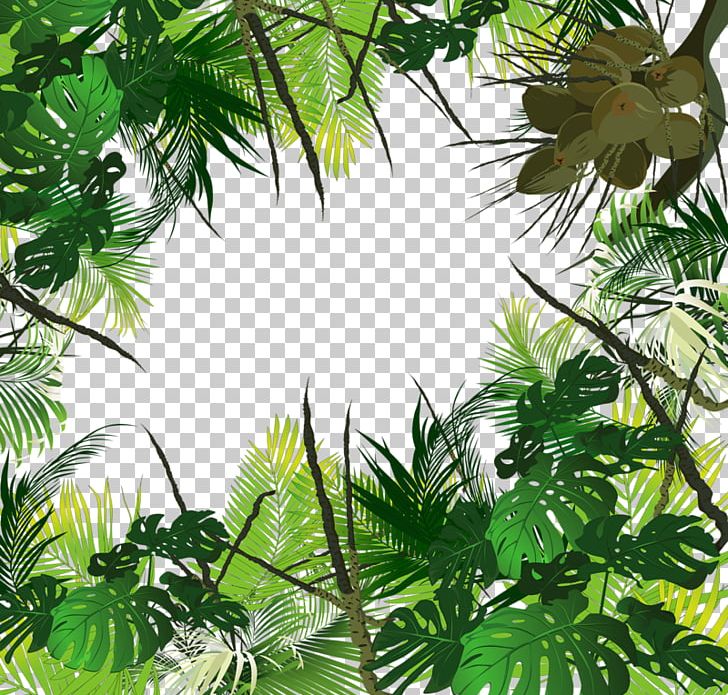 Tropical Forest Amazon Rainforest Jungle Tropics Tropical Rainforest PNG, Clipart, Amazon Rainforest, Branch, Christmas Tree, Computer Wallpaper, Evergreen Free PNG Download