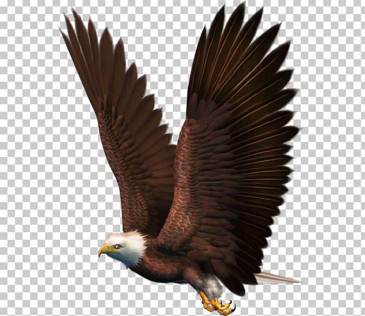 Bird Bald Eagle PNG, Clipart, Accipitridae, Accipitriformes, Animals, Bald Eagle, Beak Free PNG Download