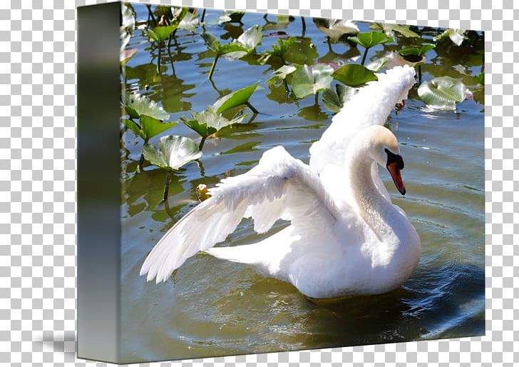 Cygnini Duck Gallery Wrap Pond Canvas PNG, Clipart, Animals, Art, Beak, Bird, Canvas Free PNG Download