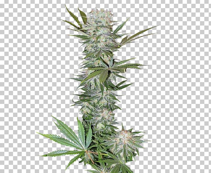 Feminized Cannabis Haze Cultivar Seed PNG, Clipart, Artikel, Barney, Barneys New York, Blossom, Cannabis Free PNG Download