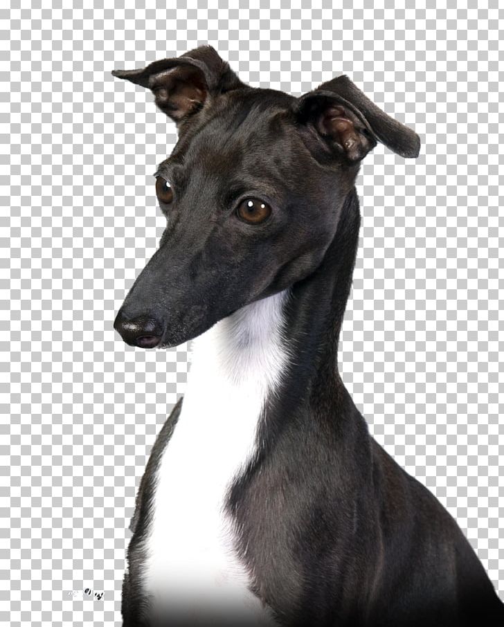 Italian Greyhound Whippet Spanish Greyhound Sloughi PNG, Clipart, Animal Sports, Auras, Brown Sugar, Candied Fruit, Carnivoran Free PNG Download