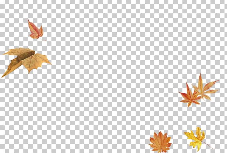 Maple Leaf PNG, Clipart, Autumn, Autumn, Autumn Leaf, Autumn Leaf Color, Banner Free PNG Download