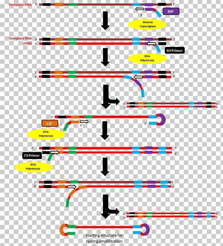 Reverse Transcription Loop-mediated Isothermal Amplification Reverse Transcription Polymerase Chain Reaction Reverse Transcriptase Primer PNG, Clipart, Amplifikacija, Angle, Miscellaneous, Others, Parallel Free PNG Download