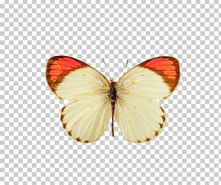Butterfly Computer Icons PNG, Clipart, Brush Footed Butterfly, Desktop Wallpaper, Engraving, Information, Insect Free PNG Download