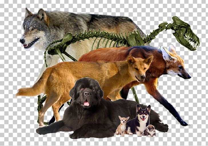 Dog Breed Coyote Fur PNG, Clipart, Animals, Breed, Canis, Canis Lupus, Coyote Free PNG Download