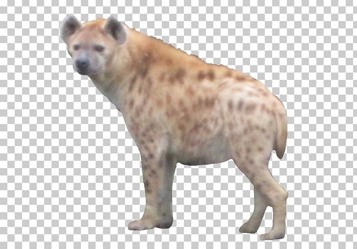 Google Play Hyena Android PNG, Clipart, Android, Animals, Big Cats, Carnivoran, Cat Like Mammal Free PNG Download