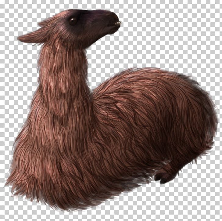 Llama Fur Terrestrial Animal Snout PNG, Clipart, Animal, Camel Like Mammal, Fauna, Fur, Llama Free PNG Download