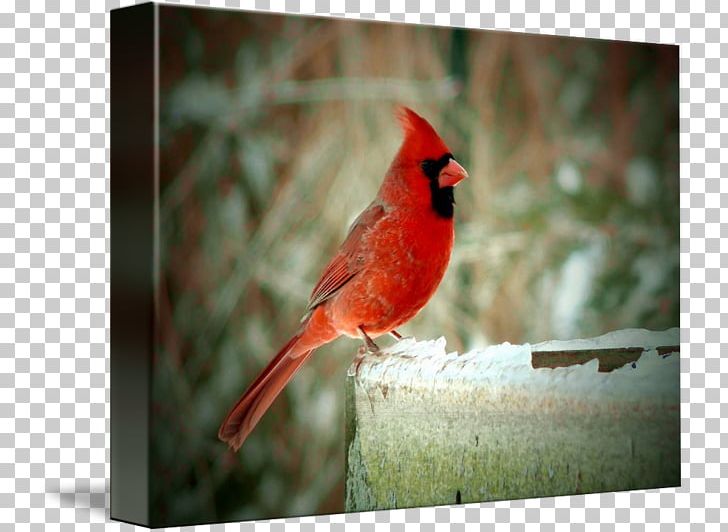 Marietta Street Painting Northern Cardinal Bird PNG, Clipart, Art, Beak, Bird, Business, Cardinal Free PNG Download