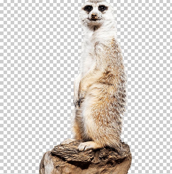 Meerkat National Zoological Park National Zoo & Aquarium Giraffe PNG, Clipart, Animal, Aquarium, Carnivoran, Computer Icons, Fur Free PNG Download