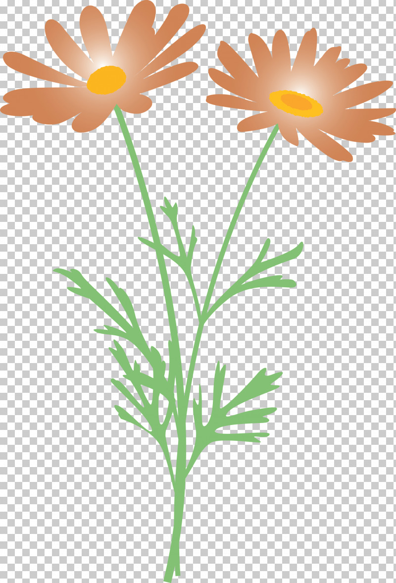 Marguerite Flower Spring Flower PNG, Clipart, Camomile, Chamomile, Cut Flowers, Daisy, Daisy Family Free PNG Download