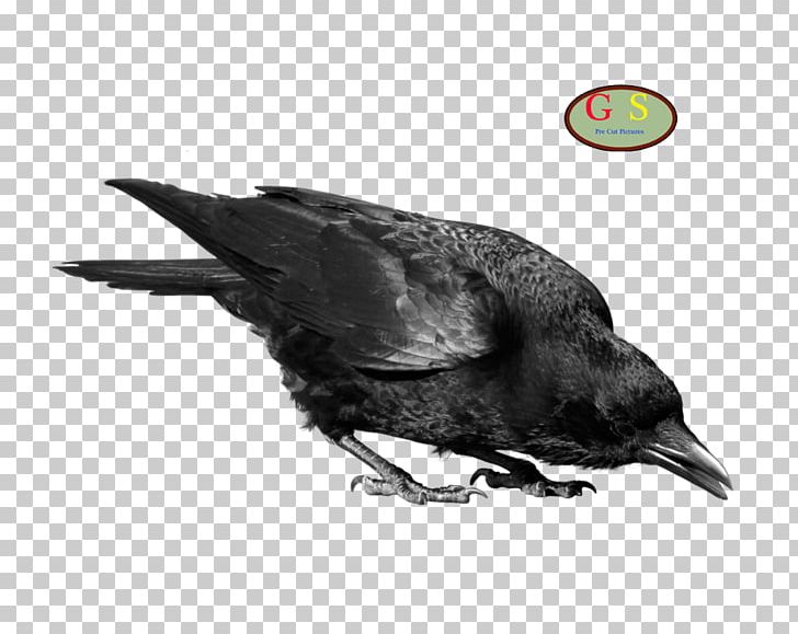 Crows PNG, Clipart, American Crow, Beak, Bird, Computer Icons, Crow Free PNG Download