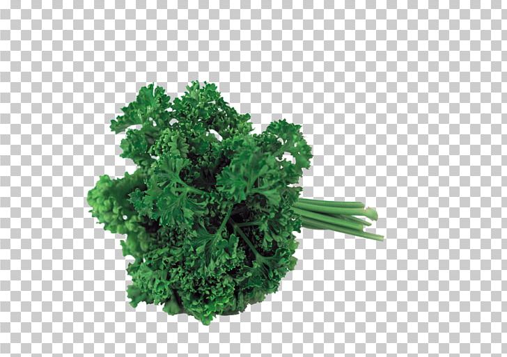 Sorrel Herb Parsley Leaf Vegetable PNG, Clipart, Decoration, Dill, Dock, Food, Food Drinks Free PNG Download