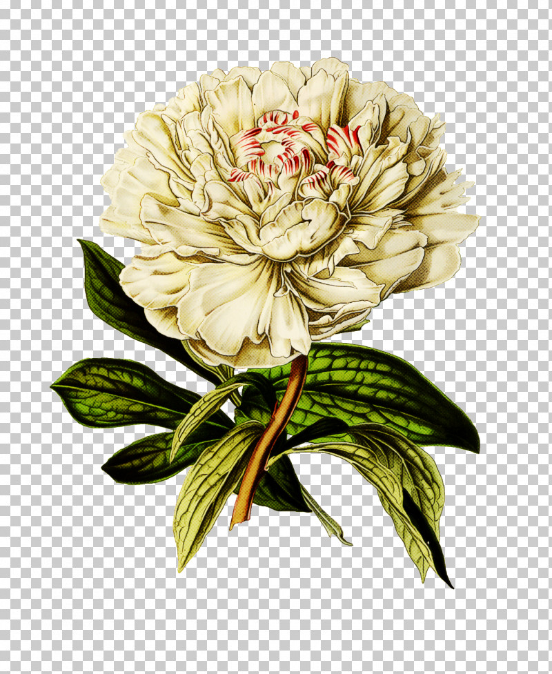Flower Plant Cut Flowers Common Peony Peony PNG, Clipart, Chinese Peony, Common Peony, Cut Flowers, Flower, Peony Free PNG Download