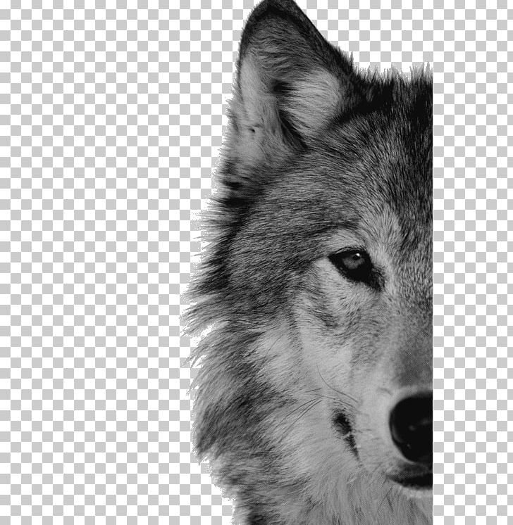 Arctic Wolf Dog Throne Of Glass Black Wolf Pack PNG, Clipart,  Free PNG Download