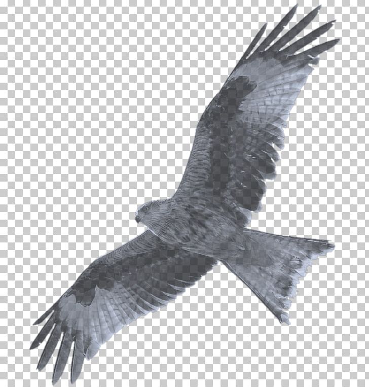 Bald Eagle Hawk Buzzard Camera Wildlife Photography PNG, Clipart, Accipitriformes, Animal, Bald Eagle, Beak, Bird Free PNG Download