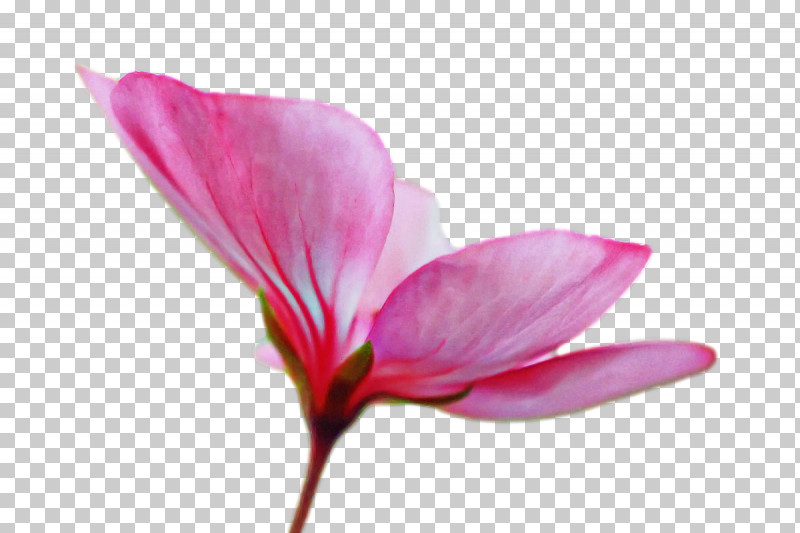 Plant Stem Petal Herbaceous Plant Close-up Flower PNG, Clipart, Biology, Closeup, Flower, Herbaceous Plant, Petal Free PNG Download