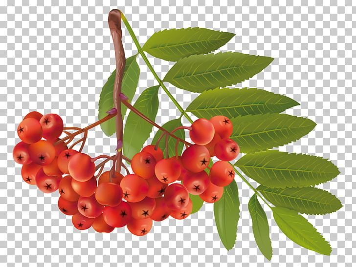 Autumn PNG, Clipart, Auglis, Autumn, Berry, Blueberry, Cherry Free PNG Download