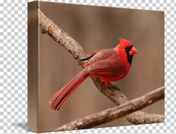 Finches Fauna Beak PNG, Clipart, Beak, Bird, Cardinal, Fauna, Finch Free PNG Download