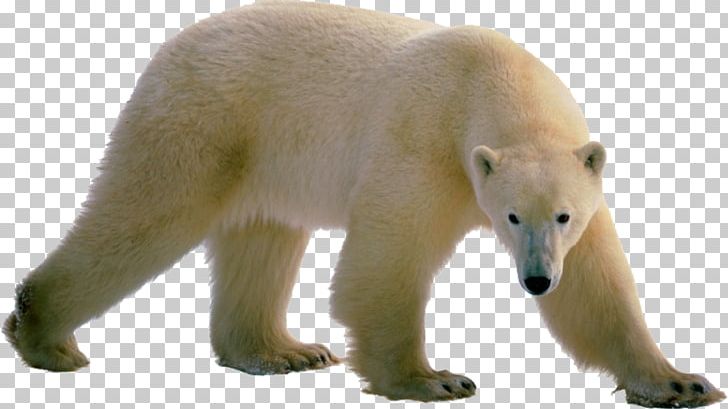 Polar Bear Brown Bear PNG, Clipart, Animals, Apex Predator, Bear, Brown Bear, Carnivoran Free PNG Download